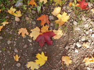 Bright multi-colored autumn maple leaves lie on the ground.