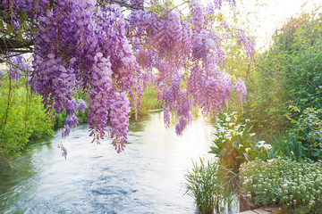 Beautiful purple wisteria blooming above the river in spring park. Close up, selective focus - obrazy, fototapety, plakaty