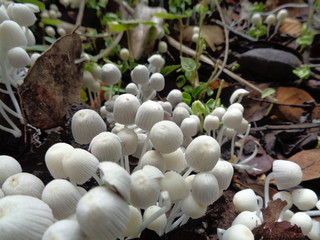 close up shoot of mushroom in the nature