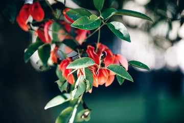 Ceibo Flower (National flower of Argentina)