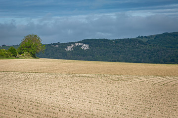 Sussex farmland in May, with crops beginning to grow in the fields