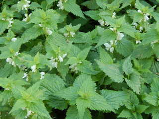 Blooming green nettle in summer