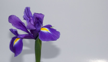  Irises