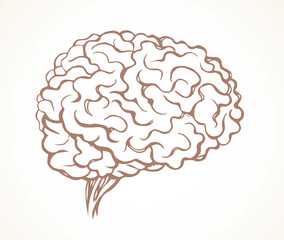 Brain. Vector drawing