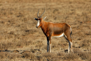 Naklejka na ściany i meble A blesbok antelope (Damaliscus pygargus) standing in grassland, South Africa.