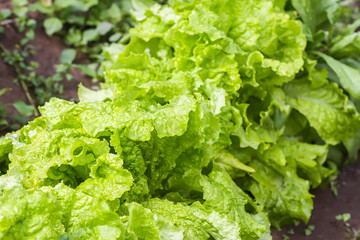 Fresh home grown organic green leaves of lettuce salad. Wet plant growing on kitchen-garden in countryside