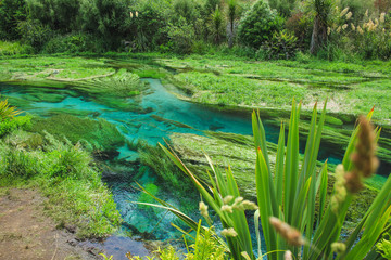 Beautiful scenery at Blue Spring in Putaruru between Hamilton and Rotorua, North Island, New Zealand