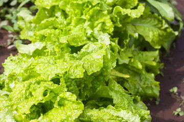 Fresh home grown organic green leaves of lettuce salad. Wet plant growing on kitchen-garden in countryside