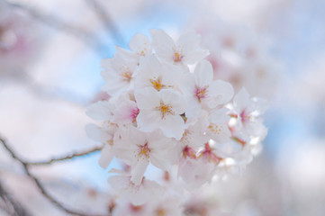 満開の桜 ソメイヨシノ アップ 桜並木 桜2019_19s_00706(DSC_1650_NEF_コピー1)