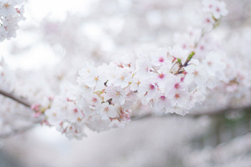 Obraz premium 満開の桜 ソメイヨシノ 桜並木 桜2019_13s_00700(DSC_1563_NEF_コピー1)