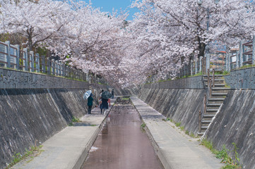 満開の桜 ソメイヨシノ 桜並木 花見客 小川 桜2019_15s_00702(DSC_1596_NEF_コピー1)