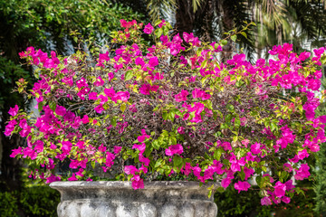 Red flowers Bougainvillea with green leaves grows in a beautiful big gray stone vase in a garden in summer
