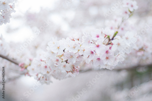 満開の桜 ソメイヨシノ 桜並木 桜19 13s Dsc 1563 Nef コピー1 Wall Mural Lemacpro