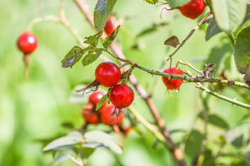 Dog-rose fresh ripe red berries
