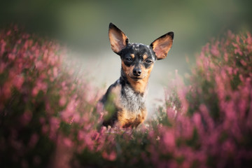 Prague ratter - in heather