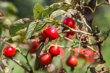 Dog-rose fresh ripe red berries