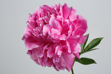 Bright pink peony flower isolated on gray background.