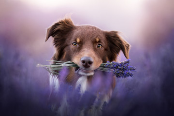 Australian shepherd - in lavender