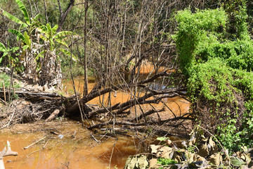 Close-up view of dry trees, dead and toppled over water in canals