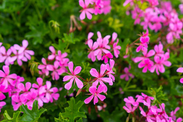 Fototapeta premium Pinke Blumen 