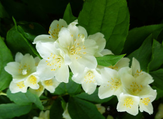 Jasmine spring white flowers with raindrops. Jasmine blossom, closeup, selective focus. Jasmine branch blossom with white flowers on sunny day. Background shimmering defocused soft bokeh. 