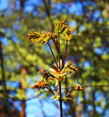 Young leaves and flowers on a maple tree in the first warm spring days