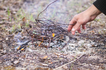 Burning dry twigs. Bonfire at a camp in summer evening outdoors