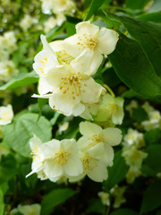 Fototapeta premium Jasmine spring white flowers with raindrops. Jasmine blossom, closeup, selective focus. Jasmine branch blossom with white flowers on sunny day. Background shimmering defocused soft bokeh. 