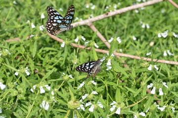 Dark blue tiger butterfly