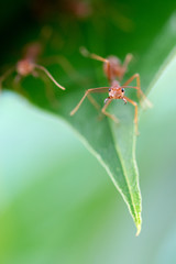 Macro  red ant ready to fight