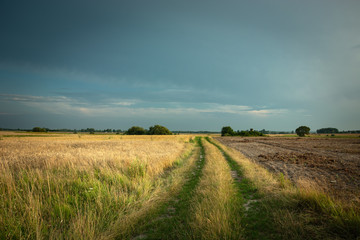 Fototapeta premium Dirt road through fields and meadows