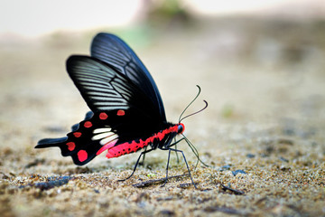 Pachliopta aristolochiae goniopeltis