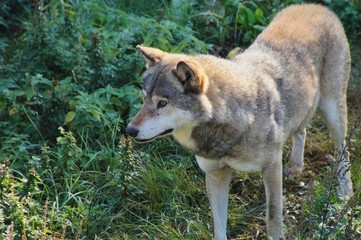 Grey wolf (Canis lupus) standing at margin of forest. Male of wolf. Wildlife scene from nature habitat. Germany.