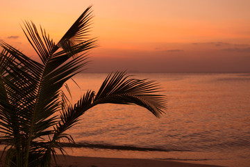 Palm tree leaf on blur tropical sunset beach background. Travel concept template.