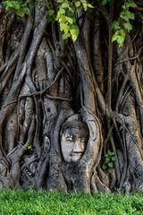 Phra Buddha head attached to a tree, Ayutthaya