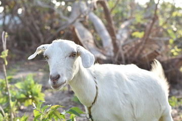 Obraz premium White goat