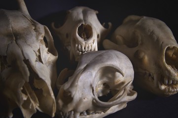 Animal skulls 
