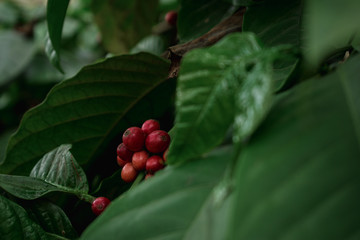 Coffee Cherries