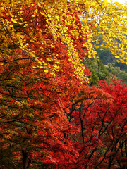 豪渓の紅葉