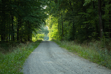 Obraz premium Gravel road through a green deciduous forest