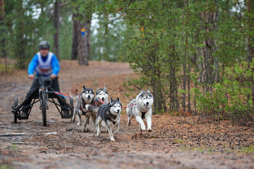 Carting dog mushing race
