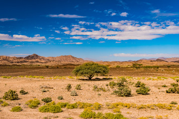 landscape desert