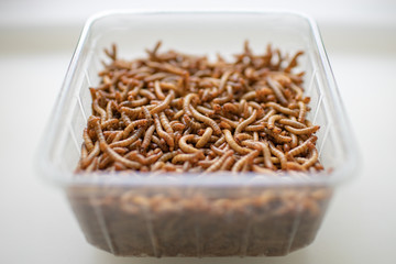 Lebendige Mehlwürmer in transparenter Schale vor weißem Untergrund - Living mealworms in a transparent bowl on a white background