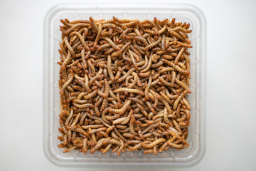 Lebendige Mehlwürmer in transparenter Schale vor weißem Untergrund - Living mealworms in a transparent bowl on a white background