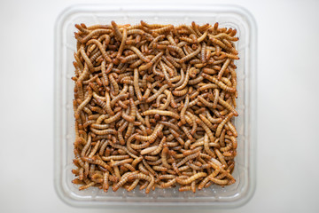 Lebendige Mehlwürmer in transparenter Schale vor weißem Untergrund - Living mealworms in a...