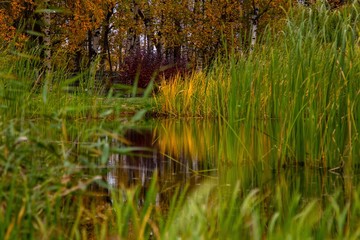 Obraz premium autumn, track, tree, leaves, walk