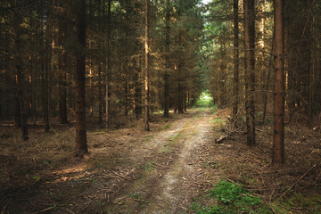 Road through a coniferous forest with broken branches