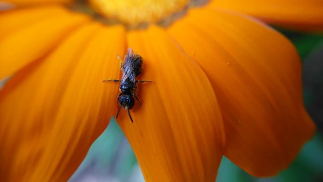 Small black bee wrapped in pollen.