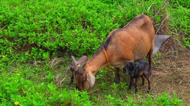 Domestic goat grazing with her playful newborn doelings on the field 