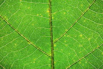 Leaf Details, close up leaf texture